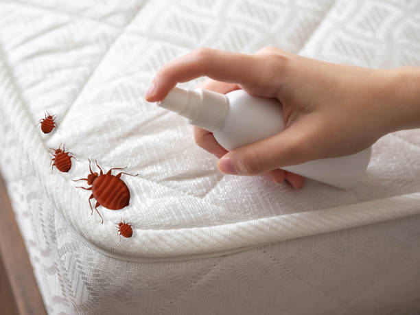 Best Wasp Removal Services  in Inglenook, CT