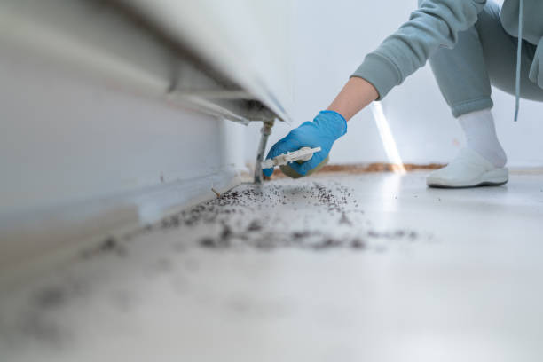 Best Insect Control  in Inglenook, CT